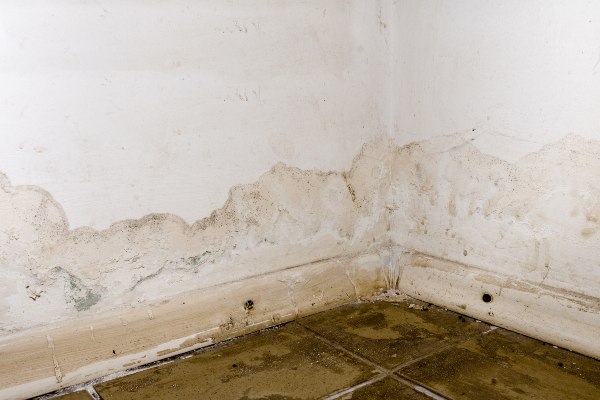 mold displayed along a baseboard and lower portion of the walls in a corner of a room.